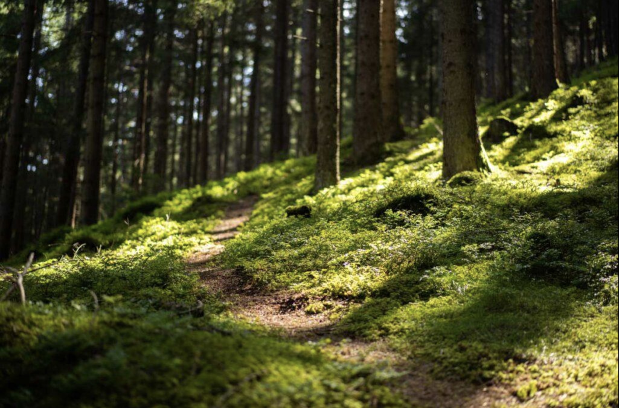 A sunlit forest path